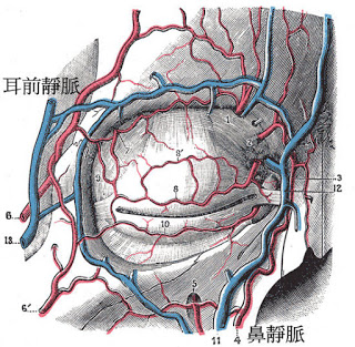 黑眼圈形成原理