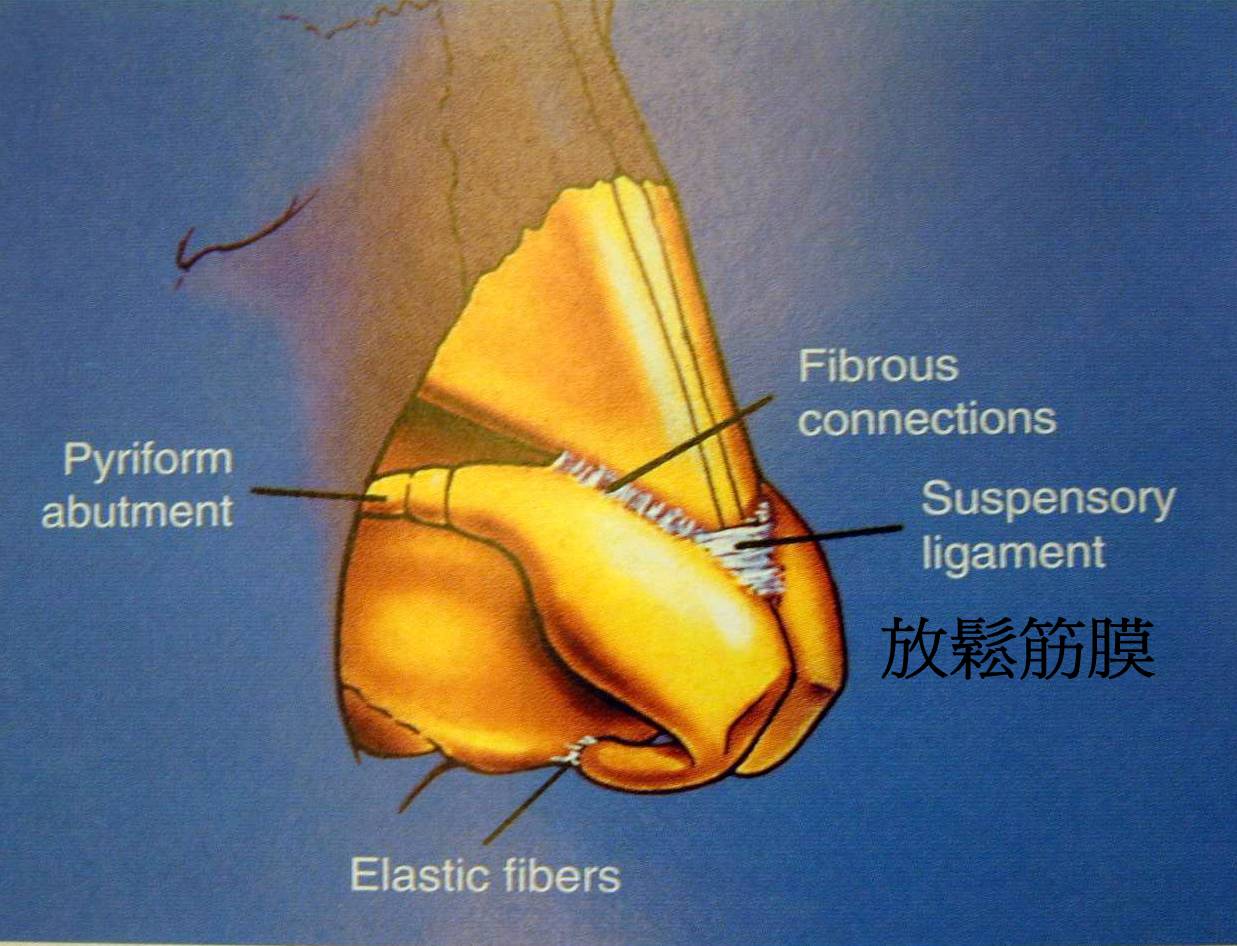 韓式隆鼻可以放鬆鼻頭組織, 延長鼻子