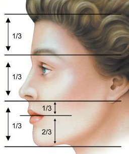 鼻子的長度佔臉部的1/3長