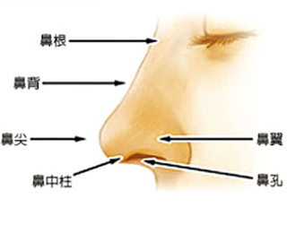 山根, 鼻樑, 鼻頭, 鼻中柱, 鼻孔, 鼻翼