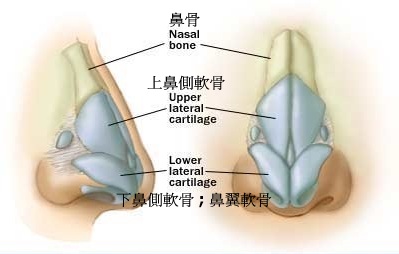 鼻骨, 上鼻側軟骨, 下鼻側軟骨, 鼻翼軟骨