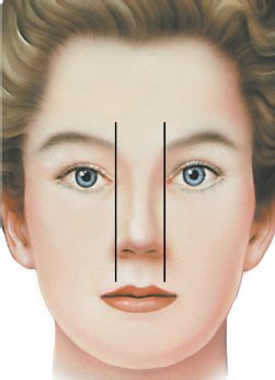 鼻子的寬度等於一個眼睛的寬度，整個臉大約是五個眼睛的寬度